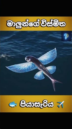 ඇත්තටම මාලුවෝ පියාඹන්නේ කොහොමද? 😮 | Flying Fish Discovery #shortvideo