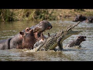 Savanna Hunters | Deadly Chases and Counterattacks in Africa