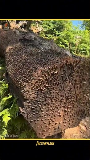 Ever Seen a Money Tree? Here’s the Truth! 🤑 #shorts