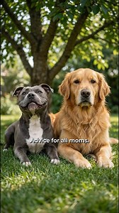 when in doubt… choose dog 🐶🐾 | We are good pets