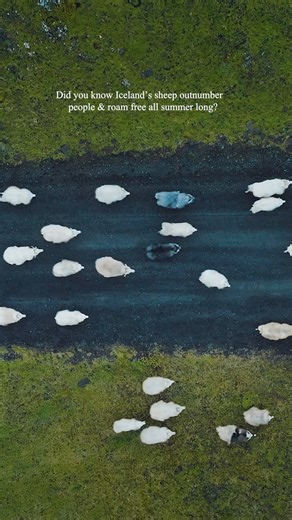 814 reactions · 54 shares | Each summer, farmers send tens of thousands of Icelandic sheep to roam the highlands, valleys, and mountains, freely grazing under the midnight sun.  You’ll spot them everywhere, from roadsides to remote trails. Just don’t be surprised if they stop traffic… they go where they please! | Inspired by Iceland | Facebook