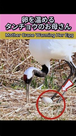 卵を温めるタンチョウのお母さん | Mother Crane Warming Her Egg
