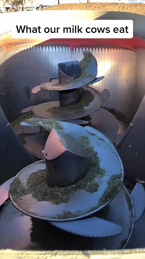 “Cow” boy on TikTok