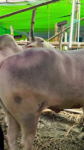 গরু guru cow goru amba hamba cow videos gorur video guru guru goro guru tiktok গরুর ভিডিও golu#viral