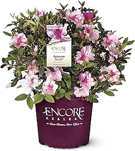 Encore Azalea 1 Gal. Autumn Twist Azalea Shrub