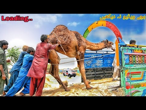 "6 Men vs 1 Camel | Impossible Truck Loading Challenge 😱