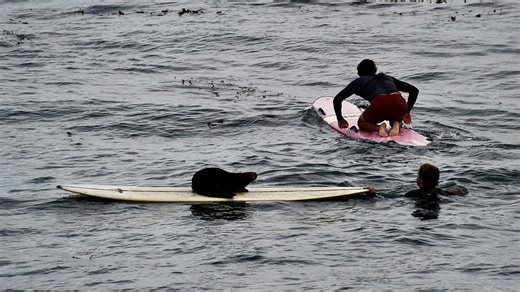 Aggressive sea otter is hijacking surfboards in Santa Cruz. Is the area's famous thief with flippers back?