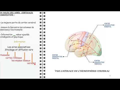 ANATOMIE FMPM AIRES CORTICALES
