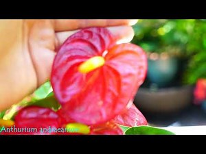 Anthuriums! Bloom Encouragment