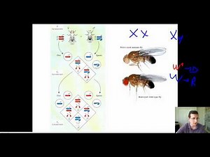 Studying Sex Linkage in Fruit Flies