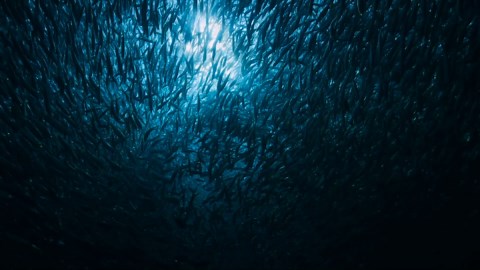 The Ocean’s Silent Predator