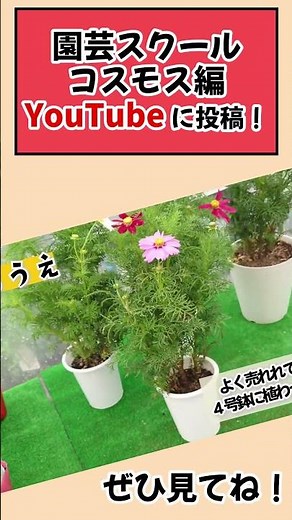 コスモスの育て方をYouTubeに投稿しました #コスモス #植物 #花