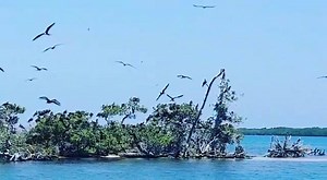 Across from #CocoPlumIslandResort lies Man-O-War Caye also known as “Bird Caye” and is a designated bird sanctuary home to various species of birds. | Coco Plum Island Resort Belize