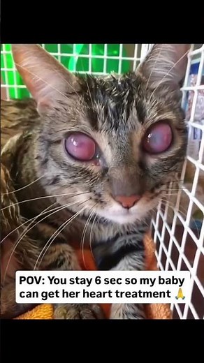 Even $5 makes a difference.Please, if you can help — or even just share