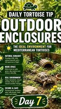 Daily Tortoise Tip #7 | Why Outdoor Enclosures Are the Ideal Environment ☀️🐢