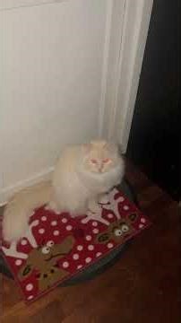 My two Ragdoll cats, Yuki and Mori, both love Christmas rugs. 我的两只布偶猫，Yuki与Mori都喜欢圣诞地毯。