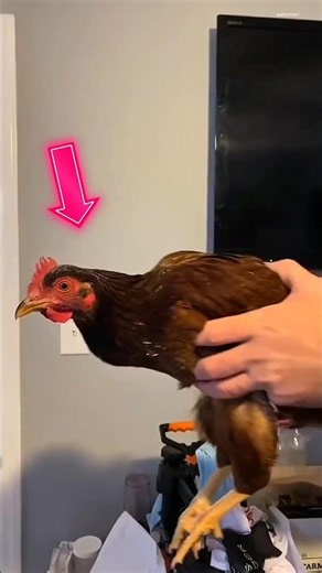 Why a Chicken’s Stabilization Is Better Than a Camera 🐔📹