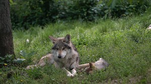 Your generosity helps paint a brighter future for one of the most endangered mammals in North America—the Mexican wolf. Every dollar you give supports: 🐺 Behavioral research 🐾 Reintroduction efforts into the wild 🏥 Veterinary care for our growing pack This July, give hope by donating to our Hope in Bloom Campaign: https://www.endangeredwolfcenter.org/hope-in-bloom/ #HopeInBloom #ProtectThePack #MexicanWolf #Conservation | Endangered Wolf Center