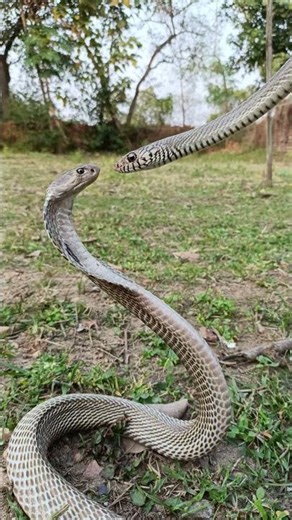 cobra snake vs rat snake