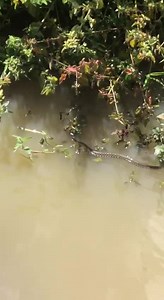 5.7K views · 93 reactions | Water Snake Swims In The Lake | Saruon Primitive Cooking | Facebook