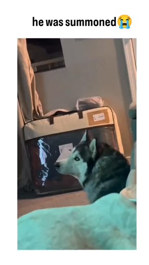 memes.90 on Instagram: "The post captures a husky dog fixated on a TV displaying swirling, psychedelic visuals of a glowing cat emerging from colourful patterns, captioned "he was summoned" to evoke humorous supernatural vibes, garnering 27,000 likes and 300,000 views. It plays on viral animal-screen reactions, backed by veterinary studies indicating dogs' flicker fusion rate (around 70-80 Hz) enables smoother perception of LCD footage compared to flickering CRT displays, making modern videos mo