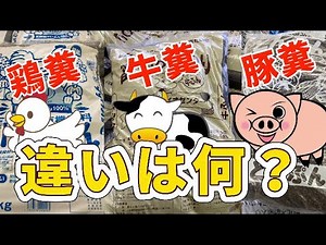 【栽培生活】3代有機肥料の特性！初心者必見！【鶏糞】【牛糞】【豚糞】の違いをシンプルに紹介。農業とは土作りから全てが始まります。