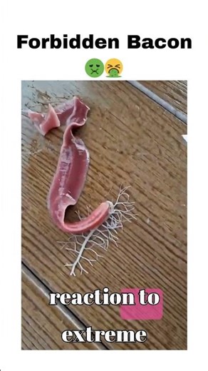 Pink Velvet Worm! 🪱 #viral #shorts #interesting