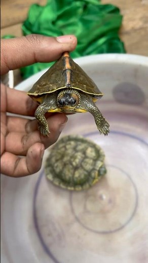 First time in history 😳we did the turtle vs turtle race 🐢