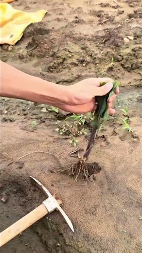 Planting rows of corn and sugarcane using a planting tool at my big farm! 🌽🛠️#cornplanting