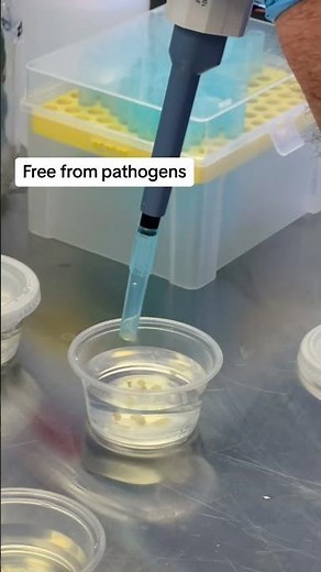 Synthetic Seeds Explained 🌱 #syntheticseeds #artificialseeds #planttissueculture #plantscience