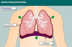 Animation showing normal breathing