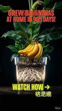 🍌 I Grew a Real Banana Tree at Home From Scratch — 965 Days TIMELAPSE!