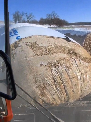 Opening a Frozen Corn Silage Bag: A Farming Experience