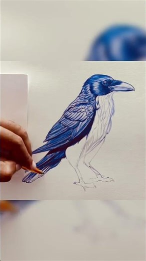 Crow beautiful drawing | pen realistic drawing | Timelapse drawing video
