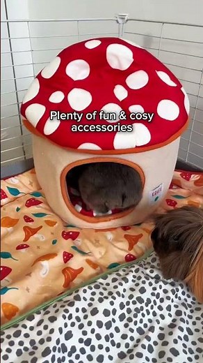 Building a mansion for my guinea pigs 🐹🏰