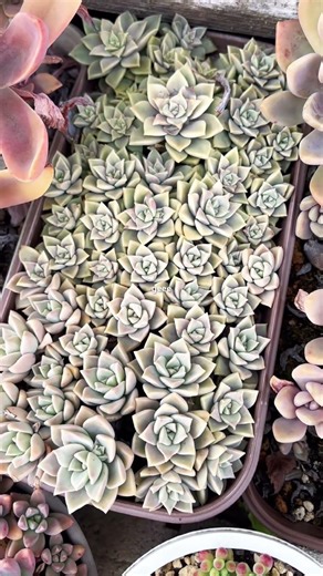 [多肉植物geee]薄氷^_^ #succulent #geee #plants #garden #タニパト #gardening #ベランダ多肉