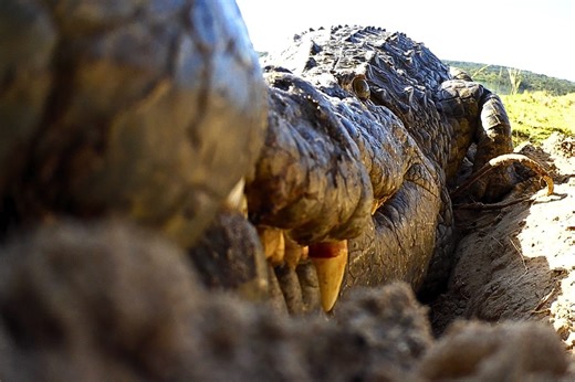 Camera hidden inside crocodile nest – this is what it filmed | Discover Wildlife