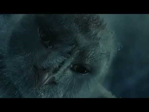 Legend of the Guardians (2010) 🦉🔥 | Kludd’s Dark Rise & Nyra’s Power | Movie Review & Facts