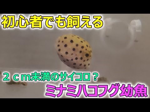 初心者でも飼えるミナミハコフグ幼魚【アクアリウム】