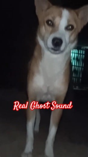Real Ghost Sound 👹| Ghost Aria | #ghost #horror #ghostsound