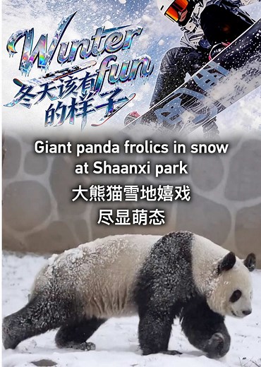 Meng Meng the Panda's Joyful Snow Play