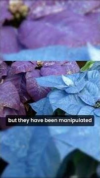 Sparkle and Sprays for Flowers and Plants