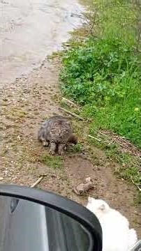 Η ΑΛΕΠΟΥ ΤΡΑΥΜΑΤΙΣΜΕΝΗ ΣΤΟ ΓΕΥΜΑ