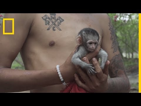 Rescue of Kate, a baby Vervet monkey