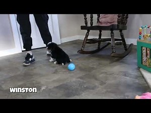 Winston The F1b Mini Bernedoodle