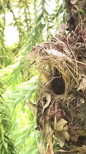 Sunbird Incubation and Feeding Their Newborn Babies – Bird Nest in the Garden Shop#bird #birds #nature #birdsofinstagram #birdphotography #wildlife #naturephotography #photography #Real | Patry