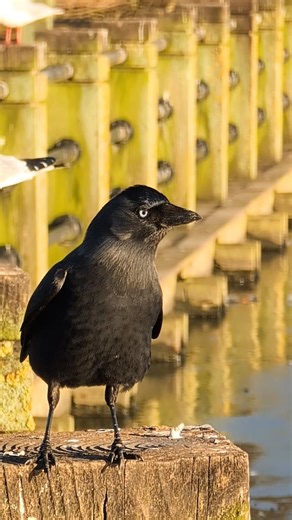 Jackdaw #birds #bird #nature #birdspecies #birdsounds #wildlife