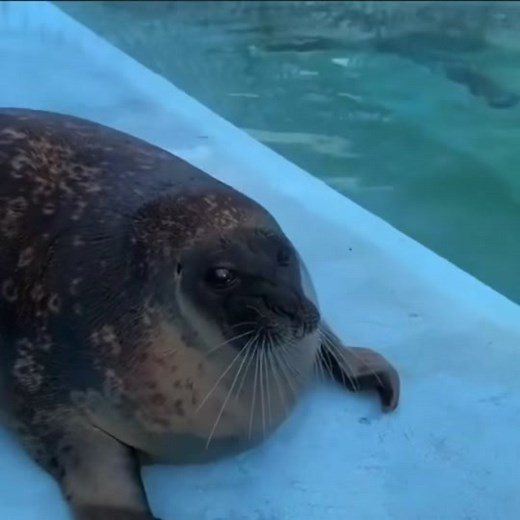 Silly Fat Seal Faces Fish - Funny Compilation