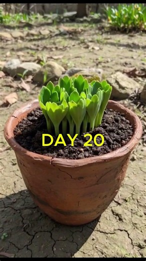 Eranthis Flower Bloom Timelapse | Relaxing Winter Aconite Blossom 🌿 #gardenflowers #youtubeshorts