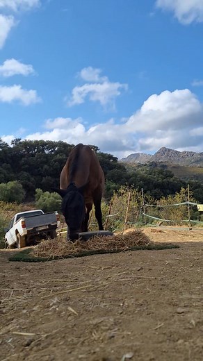 Systematic Desensitization, what is it? What does it mean 💭 Systematic Desensitization (SD) = Is a technique used to change the perception the animal has in response to a stimulus (feared or not) ⚽ But is most commonly used to alter perception of a feared stimulus (where sensitization has occurred) 🔥 When using SD we employ graduated (small and short duration) exposure, below threshold. 😊 The animal doesn't have to do anything (and won't do anything if stimulus is presented briefly and streng